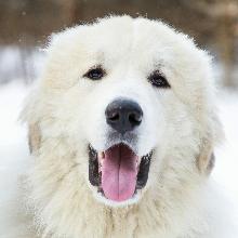 Піренейська гірська собака