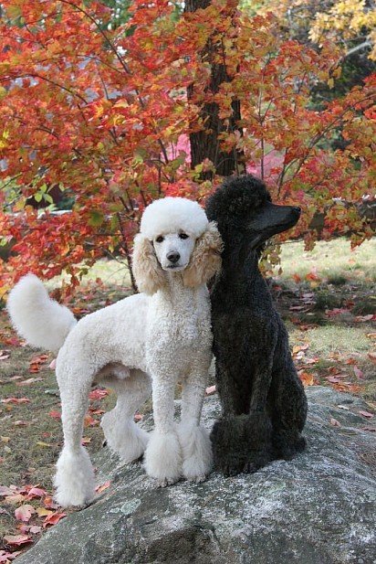 Пудель – умная собака с длинной кучерявой шерстью