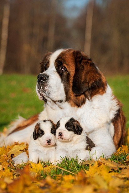 Мама сенбернар с двумя щенками