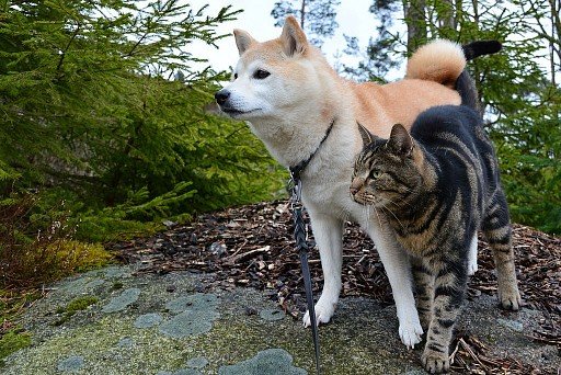 Сиба-ину и кошка