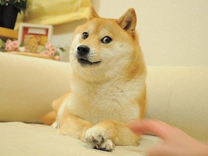 Doge – изображение знаменитой сиба-ину, которое стало мемом и даже дало название криптовалюте!