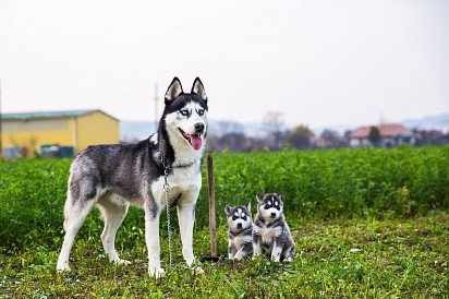 Папа с двумя щенками