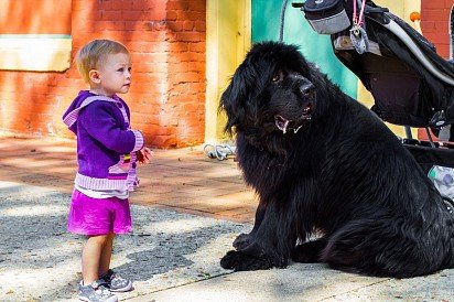 Тибетский мастиф с ребенком
