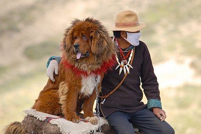 Тибетский мастиф с хозяином
