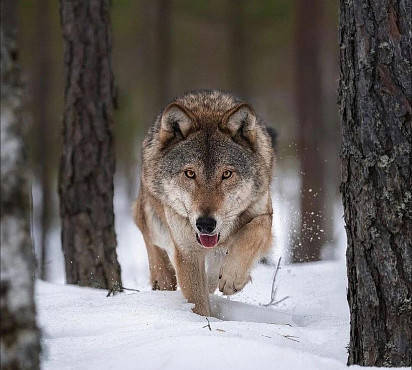 Крадущийся влчак