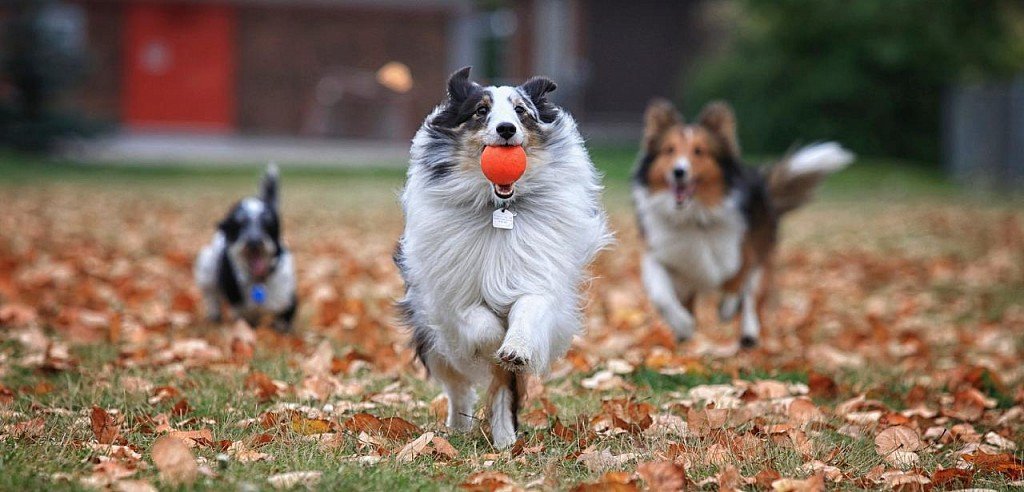 Что может быть лучше игры в мячик? Только игра в мячик с другими собаками!