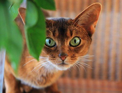 Мордочка абиссинской кошки