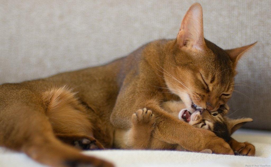 Мама-кошка с котенком