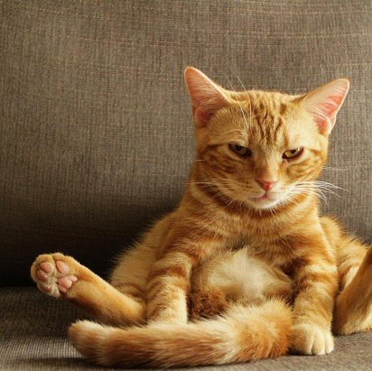 Американская короткошерстная кошка окраса красный тэбби