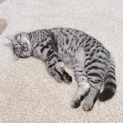 Американские короткошерстные кошки очень любят поваляться и поспать, то есть достаточно ленивы