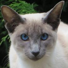 Балінезійська кішка (Балінез)