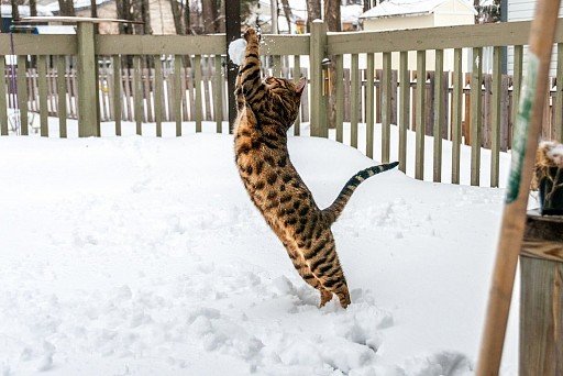 Бенгальский кот играет со снегом