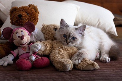 Бирманский котенок с игрушками