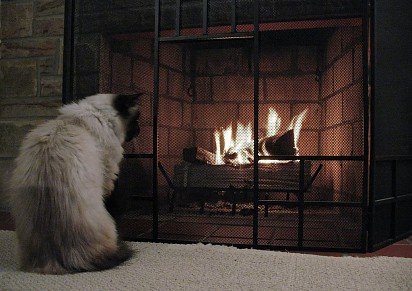 Этот кот может наблюдать за огнем часами