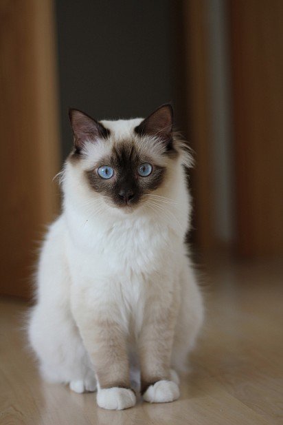Милый котенок бирманской кошки