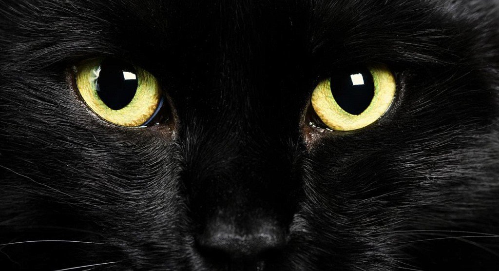 Глаза бомбейской кошки