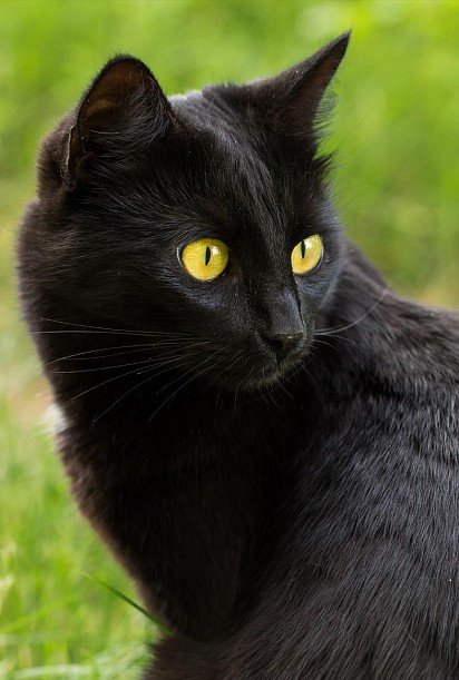 Мордочка бомбейской кошки