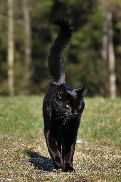 Бомбейский кот на прогулке