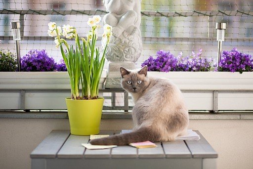 Британская кошка окраса колор-пойнт