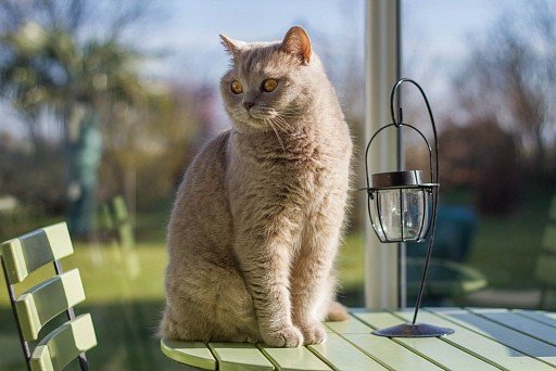 Британская кошка дымчатого окраса