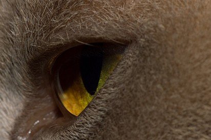 Глаз бурманской кошки