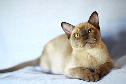 Бурманская кошка соболиного окраса