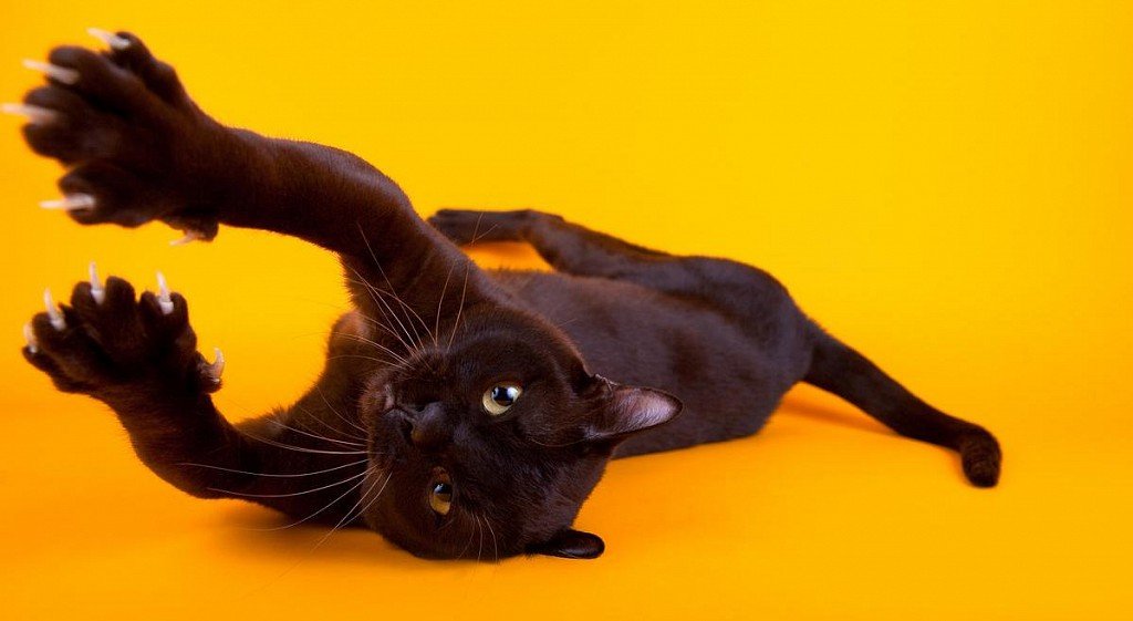 Бурманская кошка шоколадного окраса