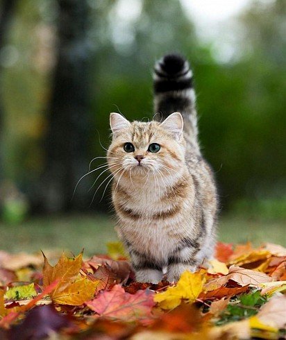 Манчкины – очаровательные коротколапые кошки