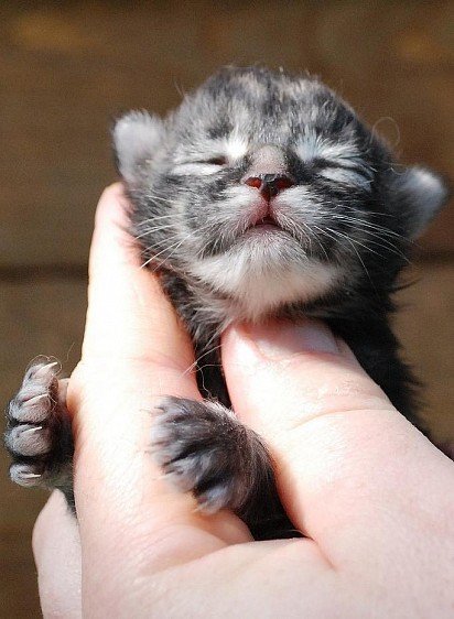 Новорожденный котенок мейн-куна