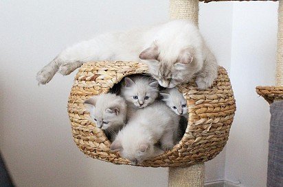 Невские маскарадные котята с мамой