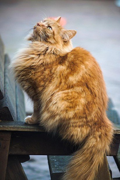 Рыжий норвежский лесной кот