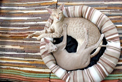 Ориентальная кошка с котом