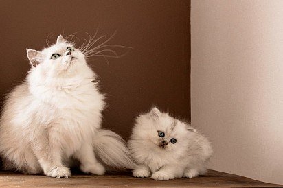 Персидская кошка с котенком