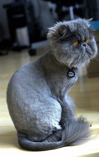 Подстриженный персидский кот