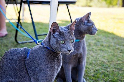 Русские голубые кошки на поводке