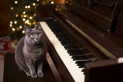 Кошка-музыкант