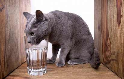 Русская голубая кошка пьет воду