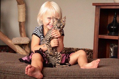 Котенок саванны с ребенком