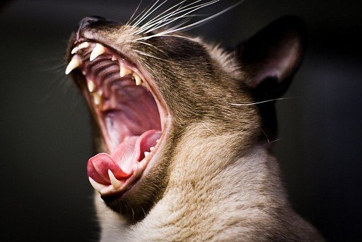 Зубы сиамской кошки