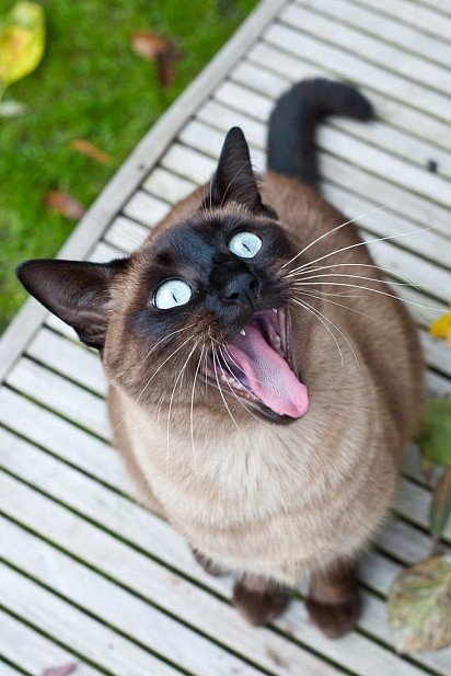 Сиамские кошки умело используют свои голосовые связки, легко меняют тональность, высоту звука, чтобы выразить чувства