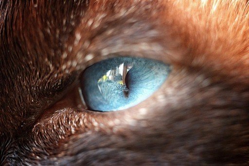 Глаза сиамских кошек всегда насыщенного ярко-голубого цвета