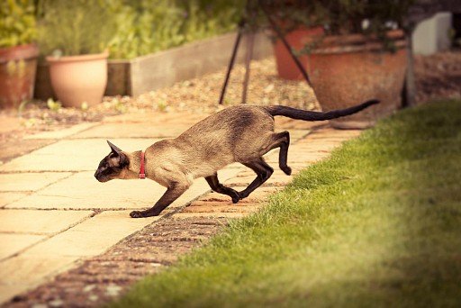 Сиамская кошка в движении