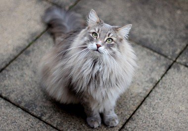 Сибирская кошка серебристого окраса