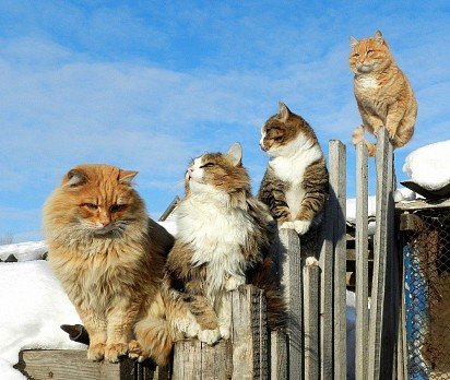 Банда сибирских котов