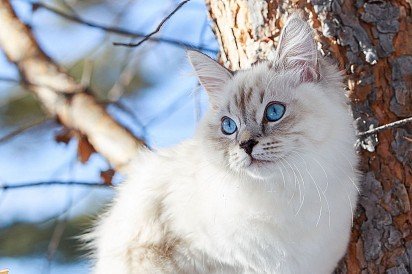 Невская маскарадная – сибирская кошка окраса колор-пойнт, выделенная в отдельную породу