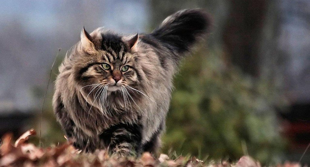 Суровый сибирский кот
