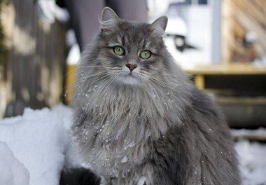 Сибирская кошка дымчатого окраса