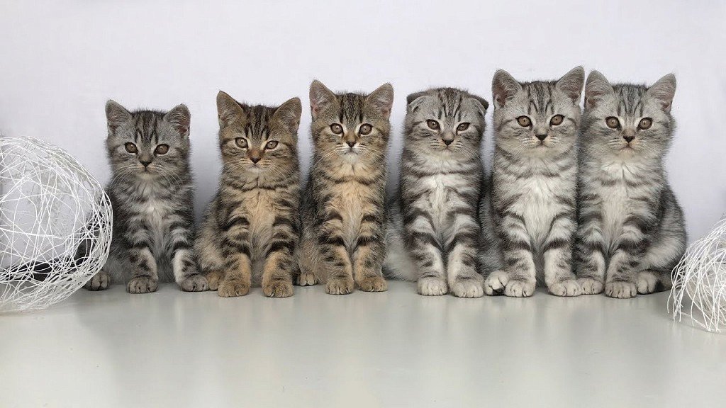 Котята от шотландской вислоухой кошки, средни них пять прямоухих и один вислоухий