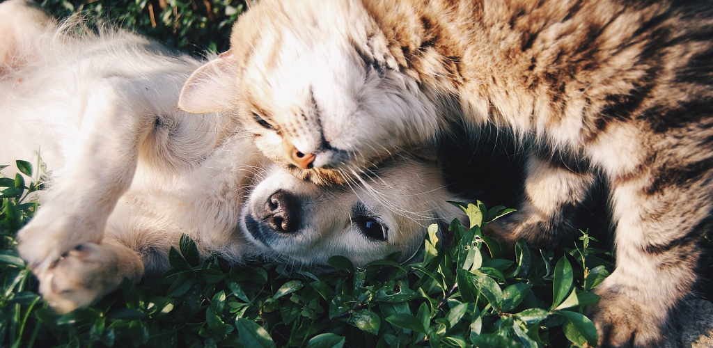 Аллергия на животных: можно ли заводить кошку или собаку