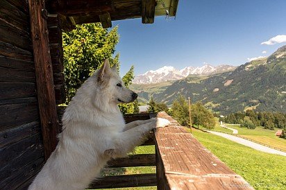 Белая швейцарская овчарка любуется родными альпами